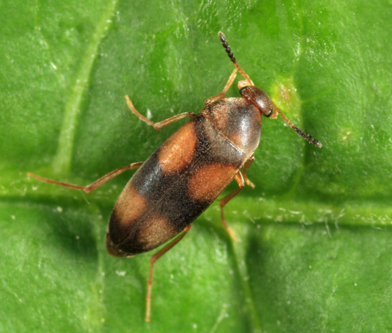 Pentaria trifasciata