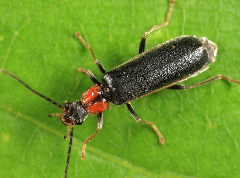 Rhagonycha excavata