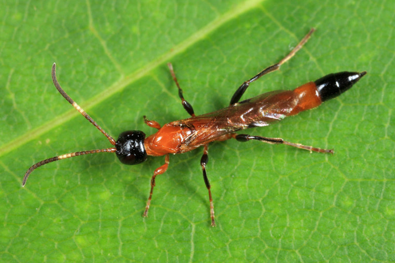 Eparces quadriceps