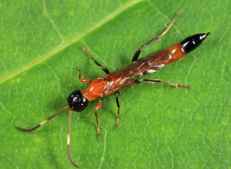 Eparces quadriceps