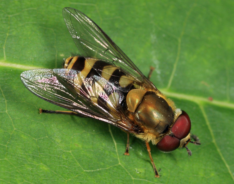 Syrphus torvus