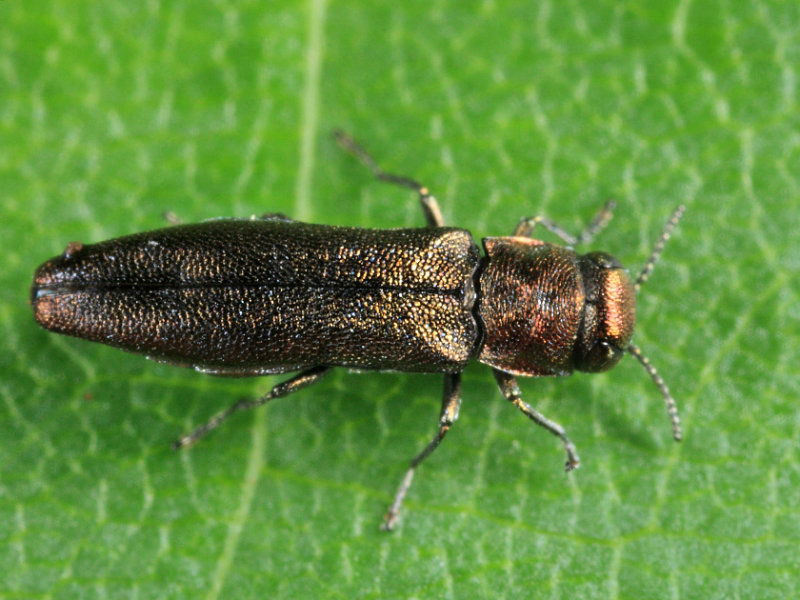 Agrilus sp.