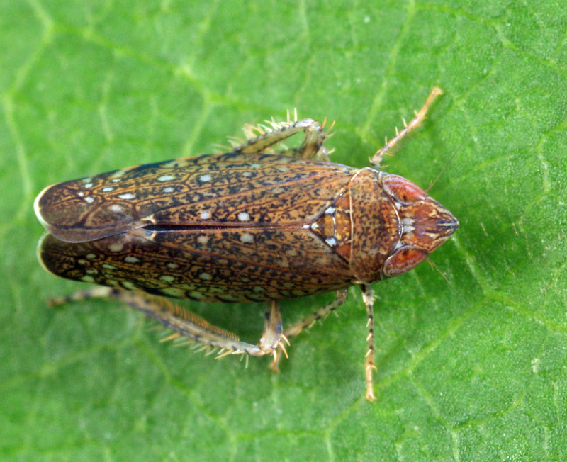 Scaphytopius nigrifrons