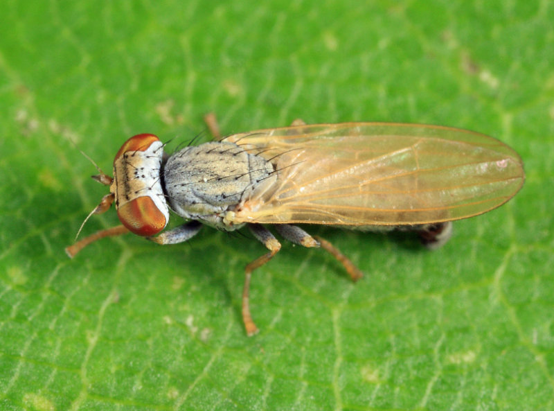 Parochthiphila spectabilis