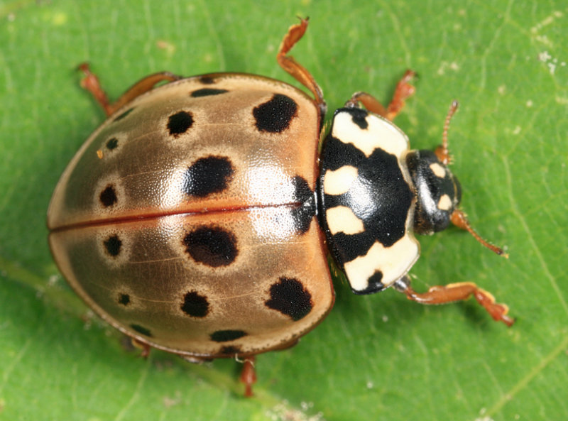 Eye-spotted Lady Beetle - Anatis mali