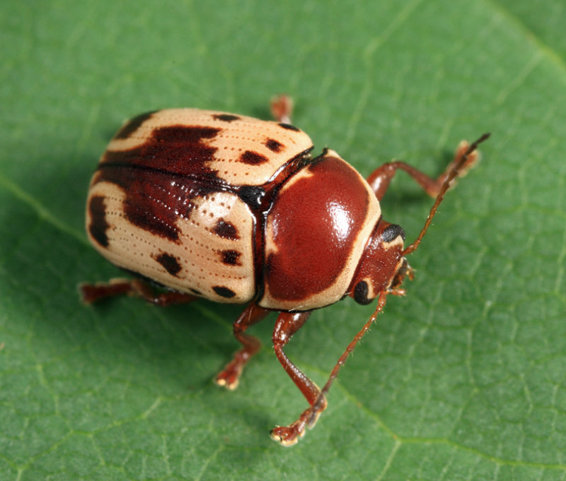 Cryptocephalus mutabilis