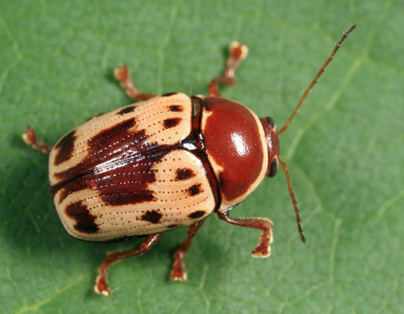 Cryptocephalus mutabilis