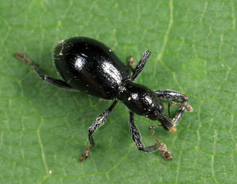 Myrmex chevrolatii