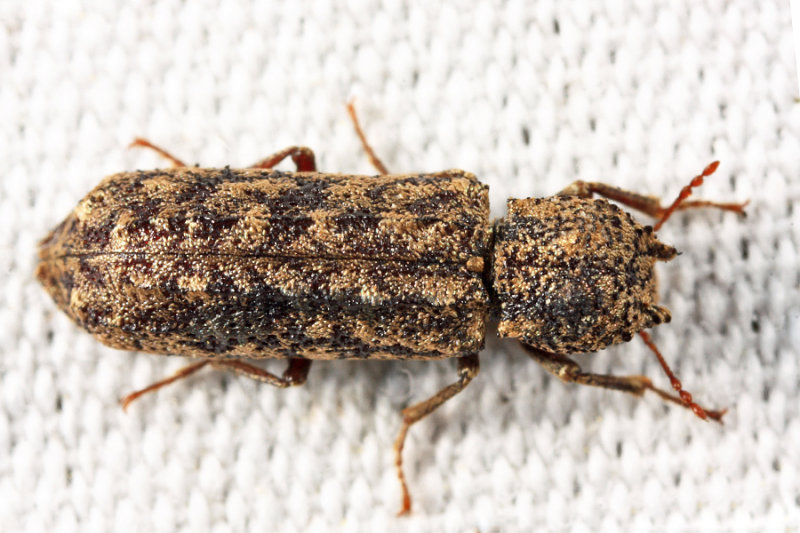 Lichenophanes bicornis