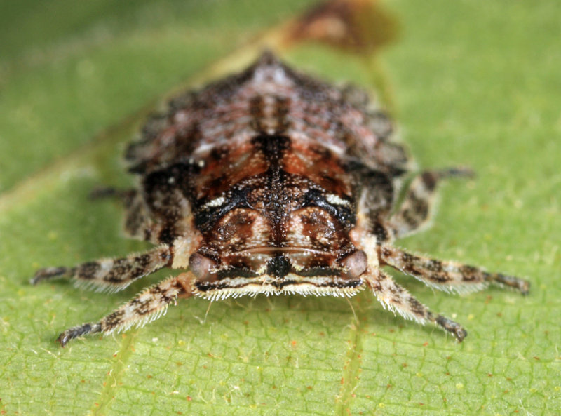 Microcentrus caryae