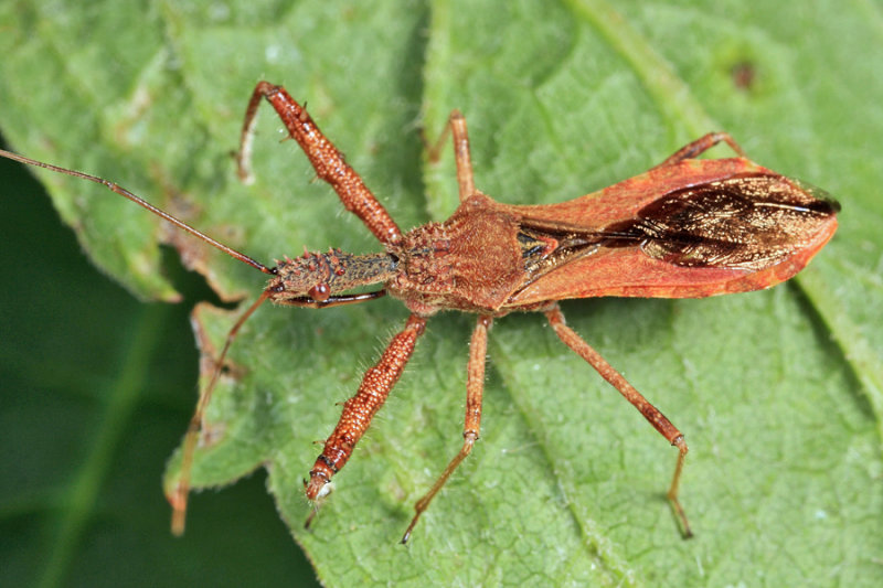 Spined Assassin Bug - Sinea diadema