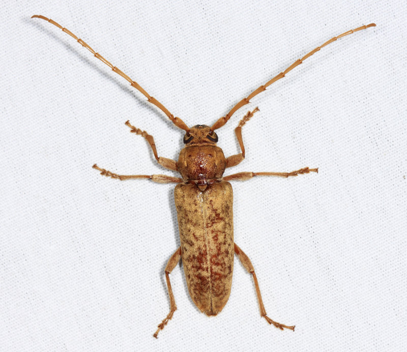 Red Oak Borer - Enaphalodes rufulus