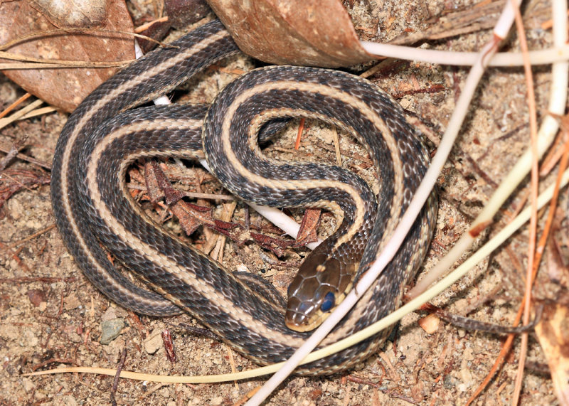 Garter Snake - Thamnophis sirtalis