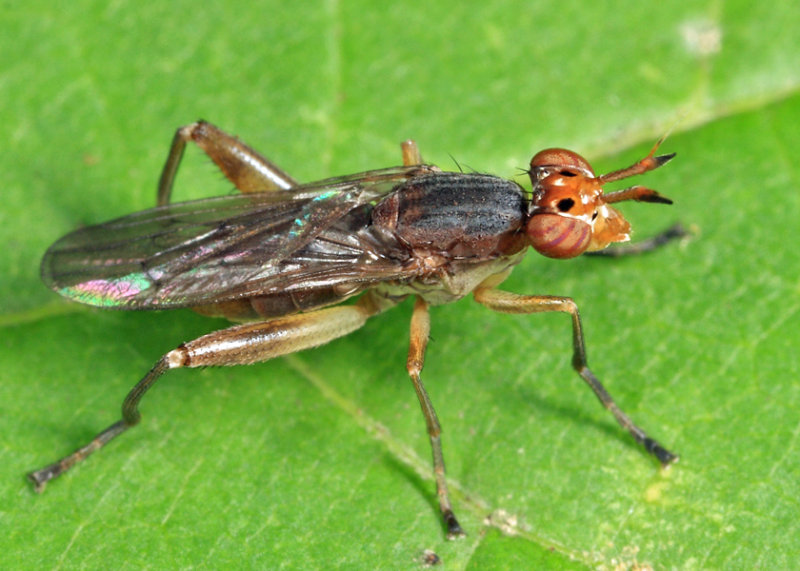 Sepedon armipes