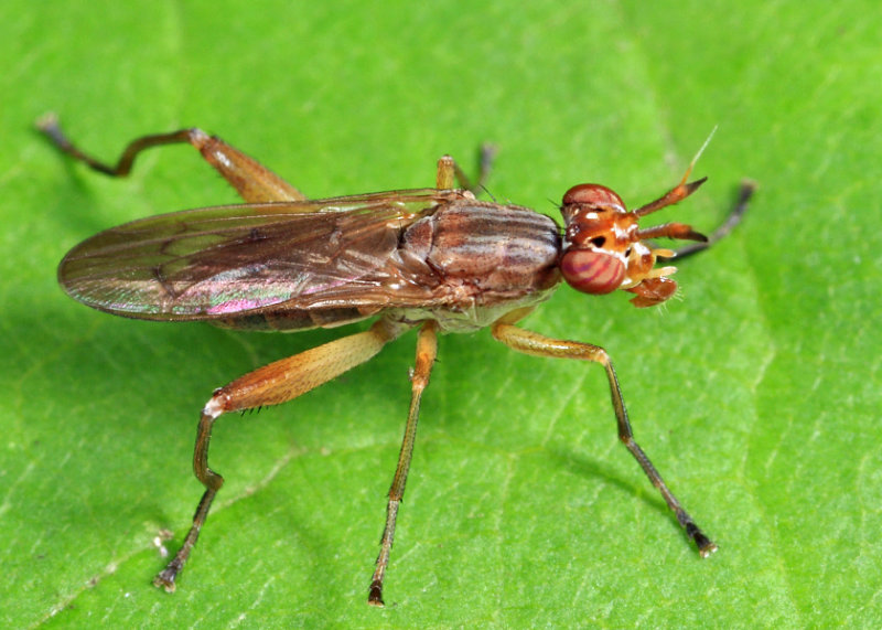 Sepedon armipes