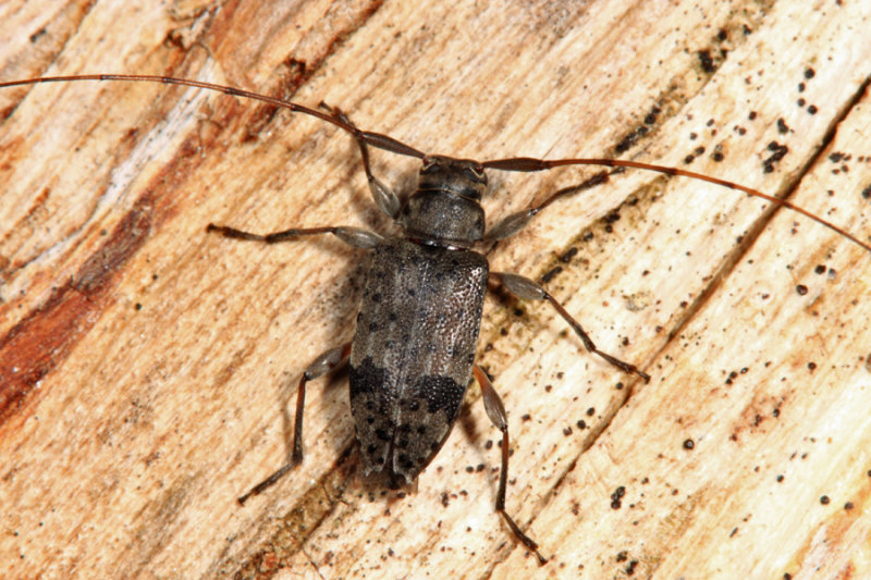 Hyperplatys maculata