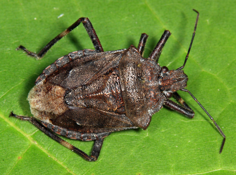 Brochymena punctata