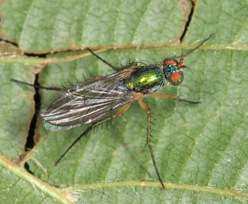 Dolichopus sp.