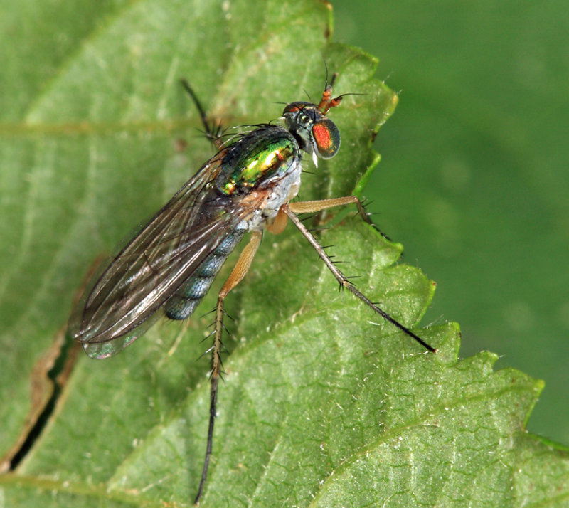 Dolichopus sp.