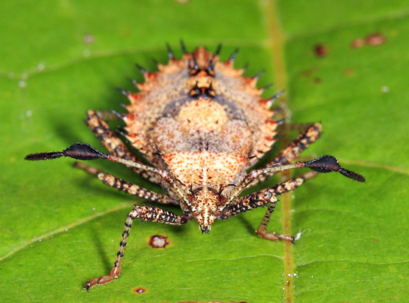 Helmeted Squash Bug - Euthochtha galeator (nymph)