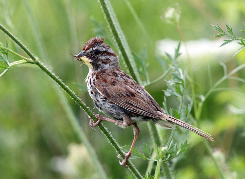 Song Sparrow - Melospiza melodia 