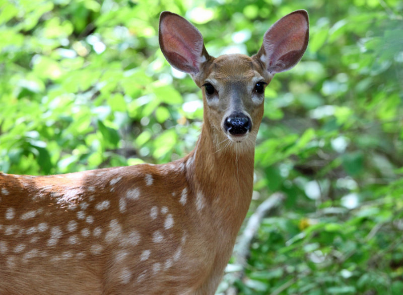 White-tailed Deer - Odocoileus virginianus