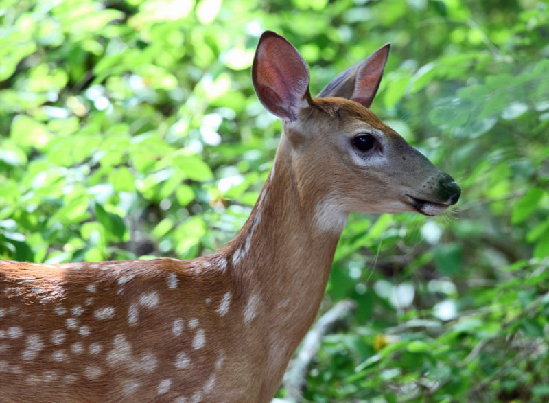 White-tailed Deer - Odocoileus virginianus