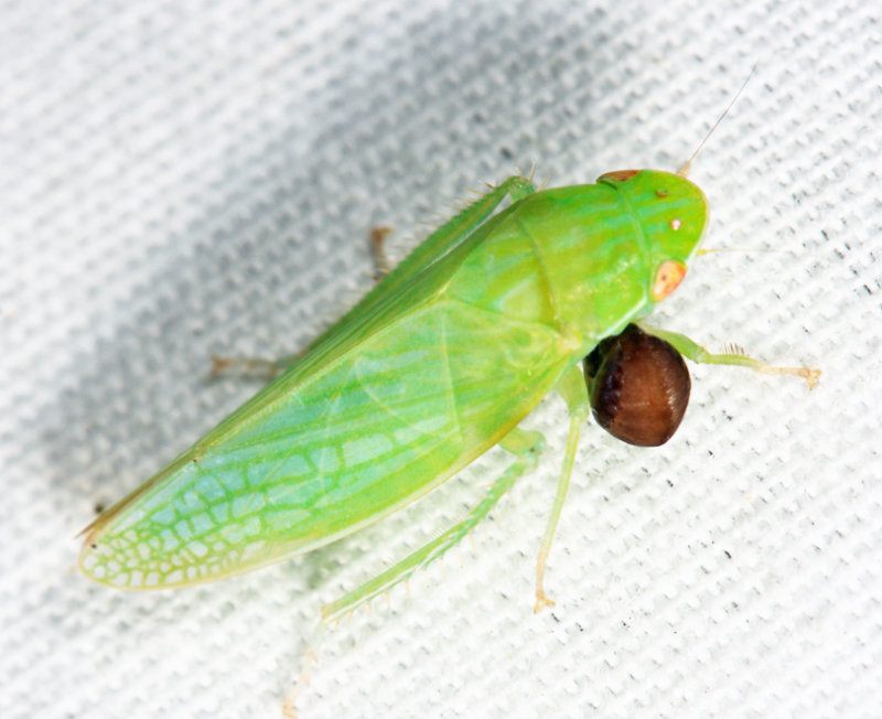 Dryinidae larva