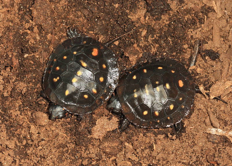 Spotted Turtles - Clemmys guttata
