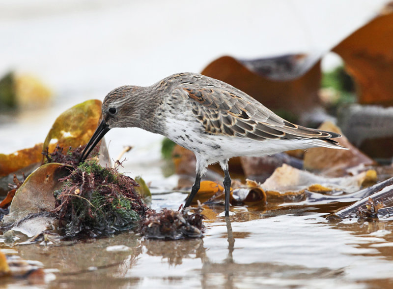 Dunlin - Calidris alpina