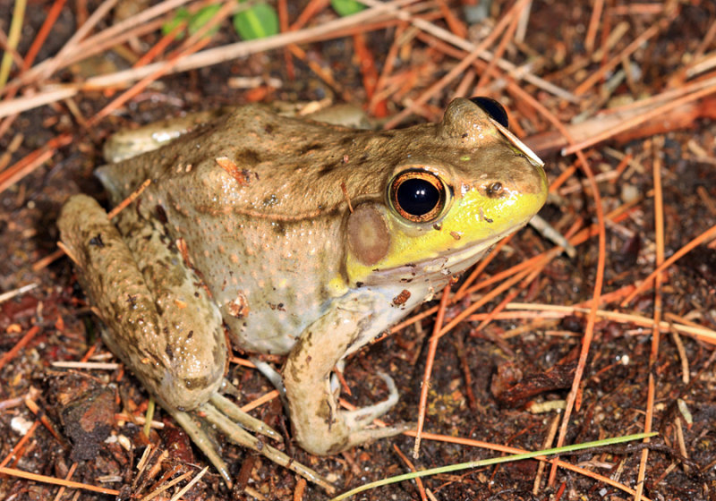 Green Frog - Rana clamitans
