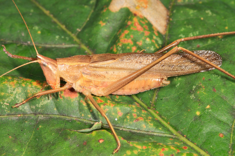 Neoconocephalus retusus