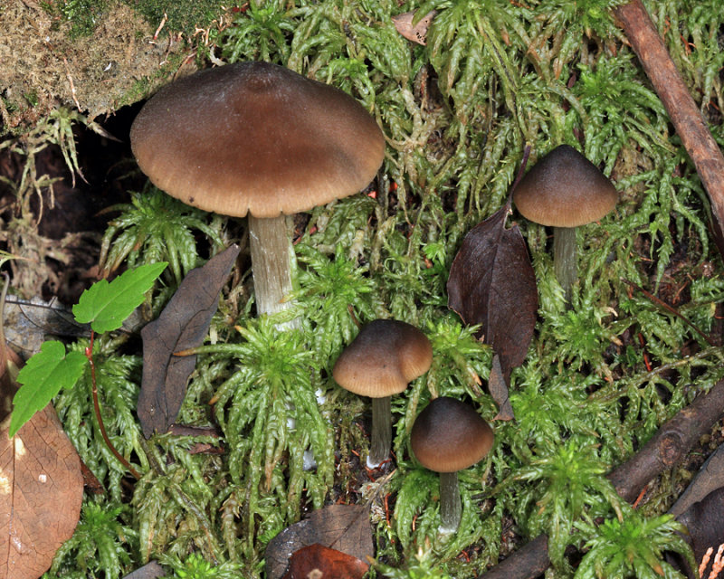 Entoloma sp.