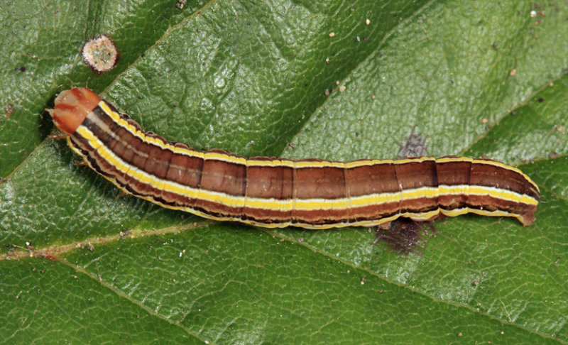 10304 - Striped Garden Caterpillar - Trichordestra legitima