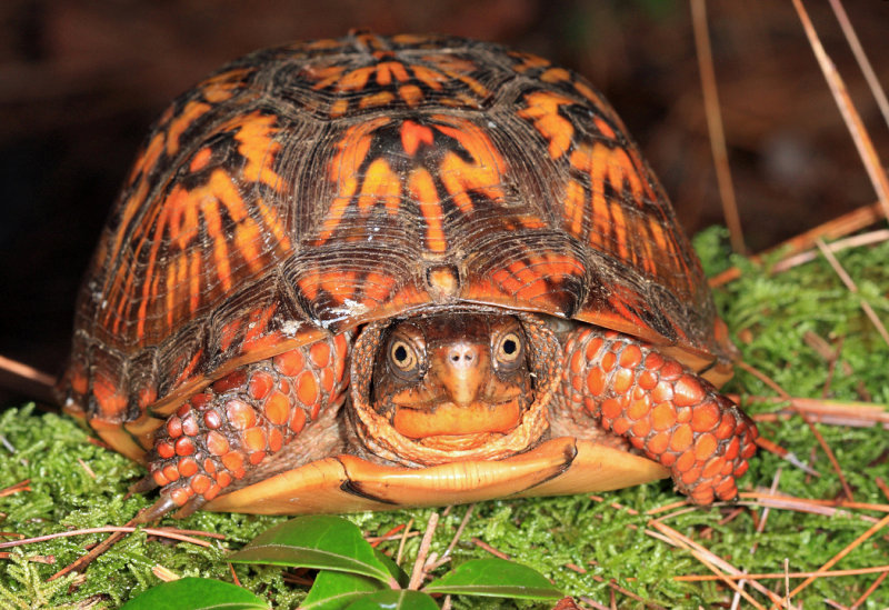 Eastern Box Turtle - Terrapene carolina