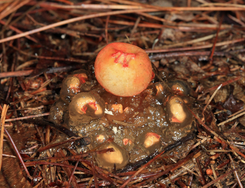 Stalked Puffball-in-Aspic - Calostoma cinnabarinum 