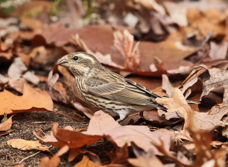 Purple Finch - Haemorhous purpureus (female)