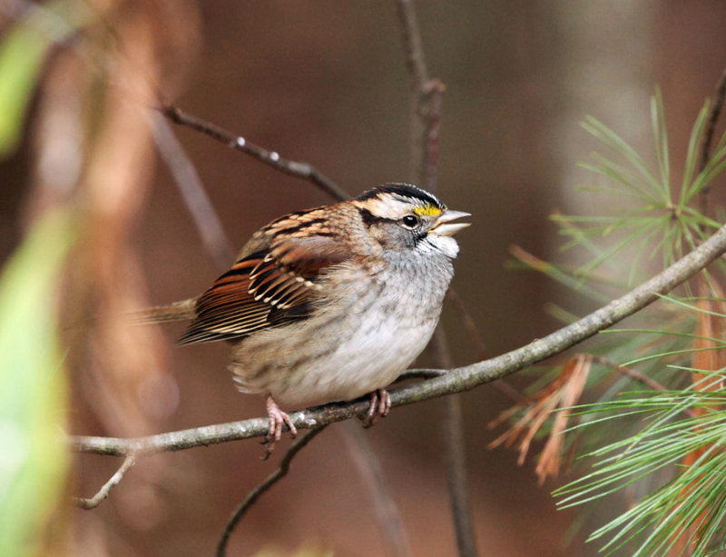 White-throated Sparrow - Zonotrichia albicollis