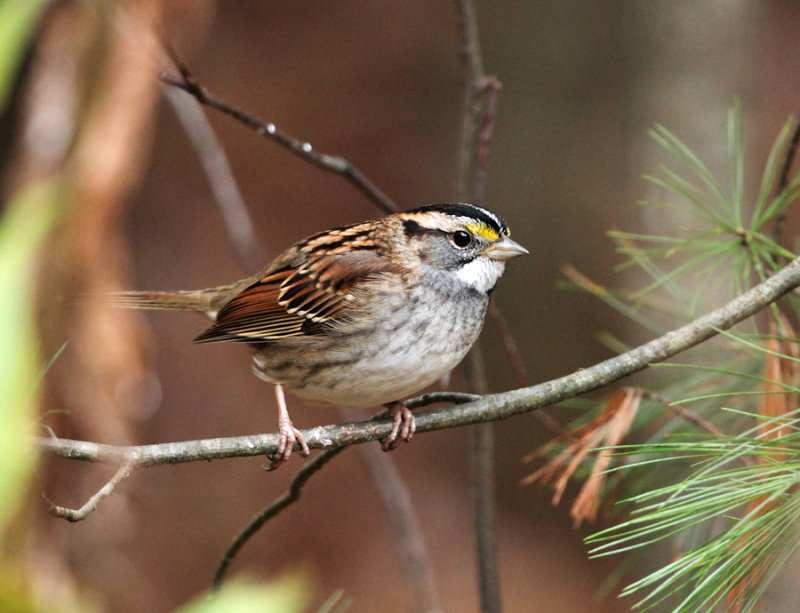 White-throated Sparrow - Zonotrichia albicollis