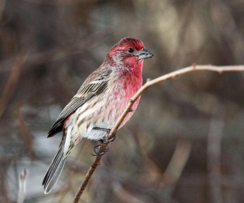 House Finch - Carpodacus mexicanus