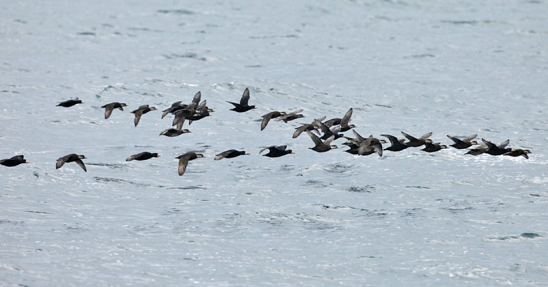 Black Scoters - Melanitta americana