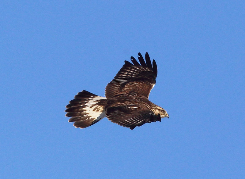 Rough-legged Hawk - Buteo lagopus