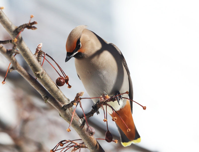 Bohemian Waxwing - Bombycilla garrulus