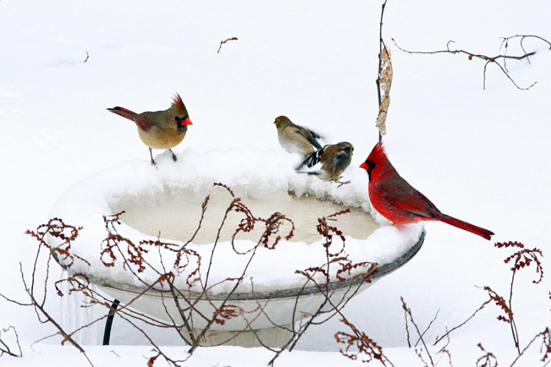 Cardinals & Goldfinch at heated birdbath