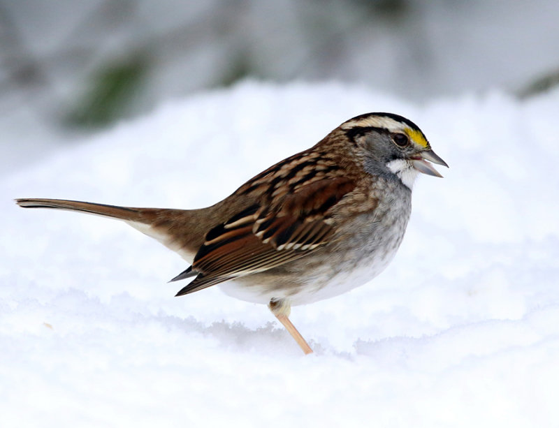 White-throated Sparrow - Zonotrichia albicollis