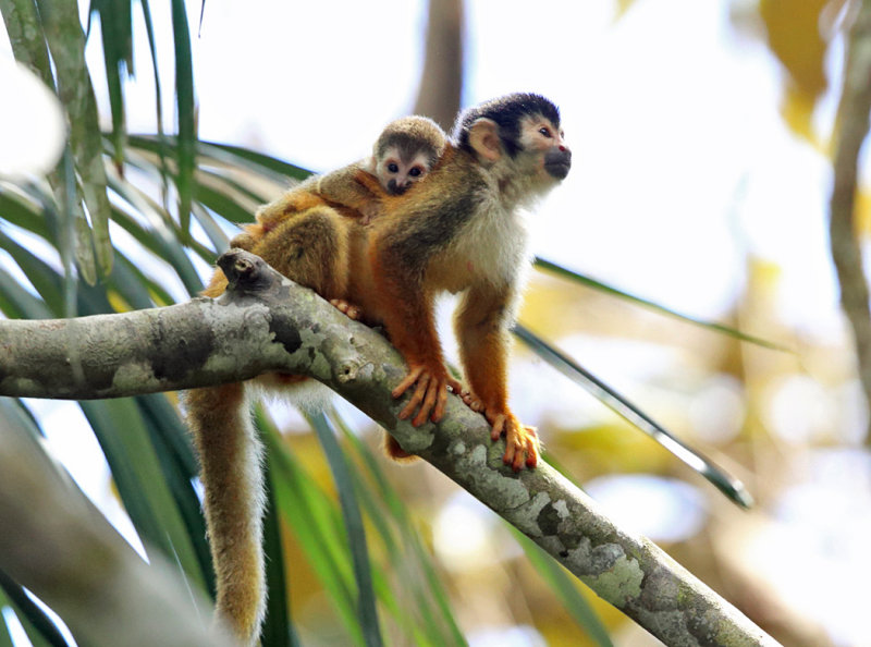  Central American squirrel monkey - Saimiri oerstedii (mother & baby)