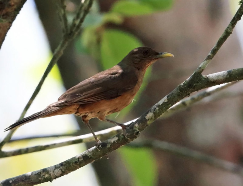 Clay-colored Thrush - Turdus grayi