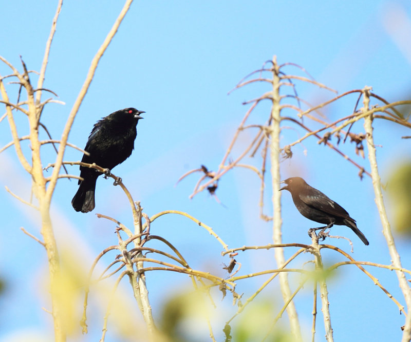 Bronzed Cowbirds - Molothrus aeneus (displaying for a female)