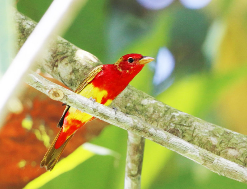 Summer Tanager - Piranga rubra (male in alternating plumage)