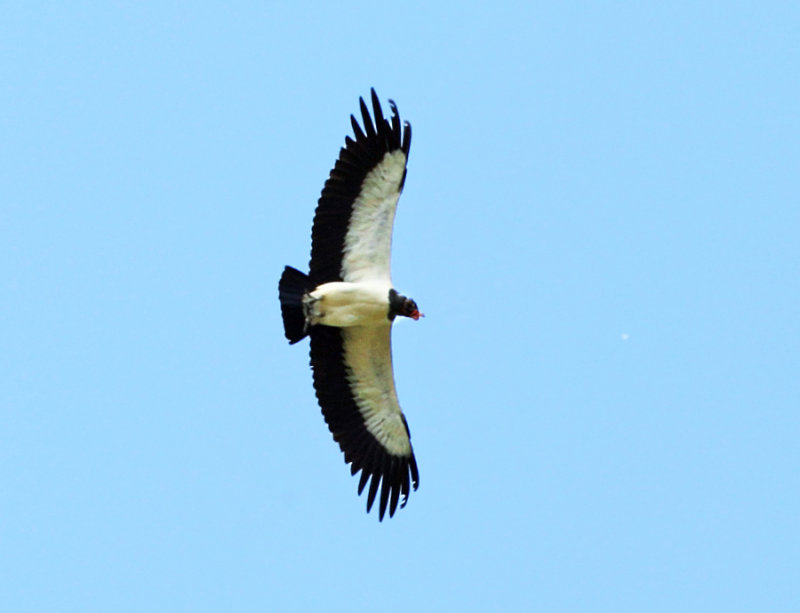 King Vulture - Sarcoramphus papa